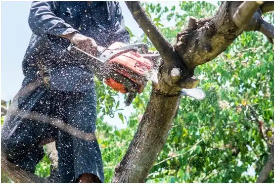 tree services Craigsville